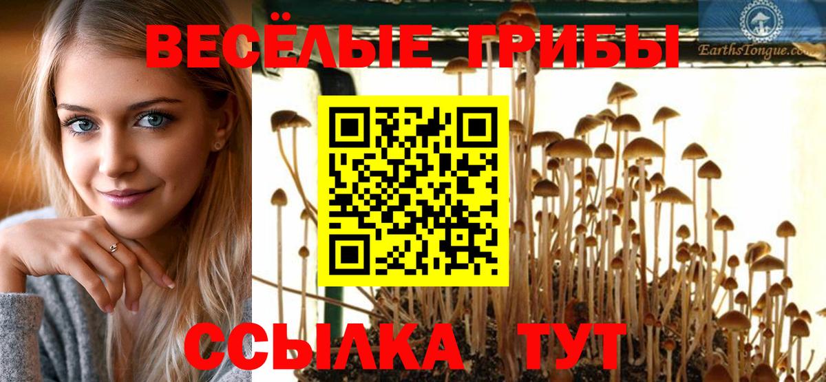 Псилоцибиновые грибы Psilocybe Орск